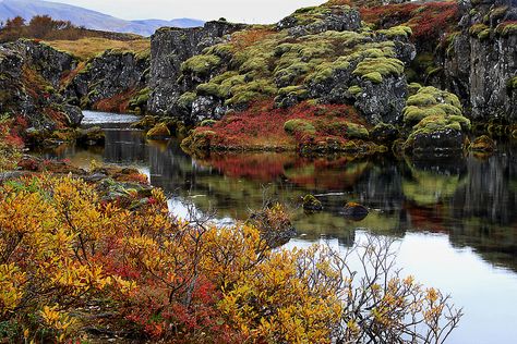 Colourful autumn at Thingvellir, Iceland | por fredschalk Icelandic Landscape, Iceland Island, Thingvellir National Park, Autumn Foliage, Iceland Travel, Autumn Colors, Reykjavik, Travel Information, Fall Foliage