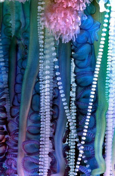 A closeup of the tentacles of Portuguese Man O’War Foto Macro, Creature Marine, Cnidaria, 수채화 그림, Ocean Creatures, Ocean Life, Patterns In Nature, Pics Art, Color Textures