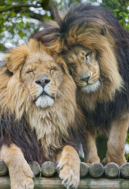 Lion brothers - this is so sweet!  Lions are becoming endangered thanks to "trophy" hunters!!! Lion Love, Cheetahs, Animal Planet, The Animals, Animal Photo, Beautiful Cats, 귀여운 동물, Animals Friends, Big Cats