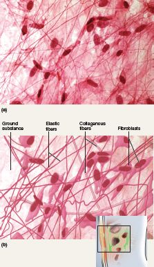 Loose connective tissue: areolar tissue - Loose arrangement of collagenous and elastic fibers and plenty of blood vessels.  Areolar tissue is located around blood vessels, nerves, esophagus, and trachea.  It's main function is to allow passage of nerves and blood vessels through other tissues and provides some sort of immune defense! Loose Connective Tissue, Microscope Pictures, Histology Slides, Cells And Tissues, Medical School Studying, Connective Tissue, Microscopes, Medical Science, Anatomy And Physiology