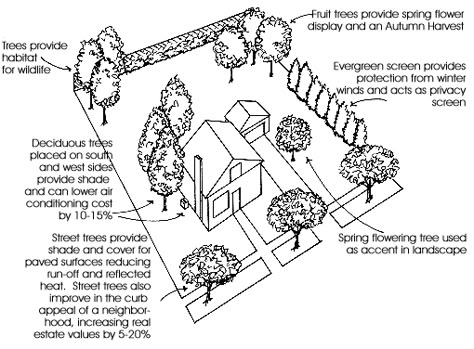 Tree Placement Tree Placement, Nursery Trees, Acreage Landscaping, Trees For Front Yard, Backyard Trees, Landscaping Trees, Street Trees, Backyard Flowers, Front Yard Design