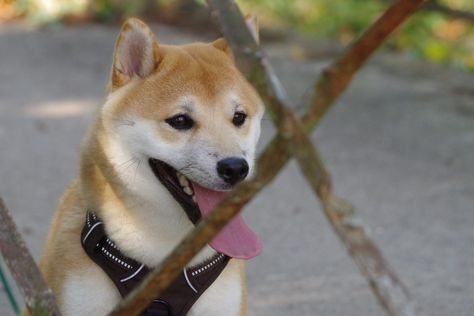 Shiba Inu Dog, Shiba Inu, Husky, Labrador, Dogs, Animals