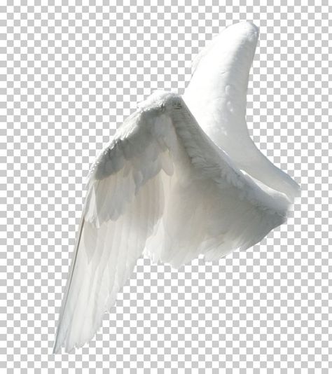 Angel Wings Side View, Angel Wings Edit, White Wings Angel, Flame Wings, Wing Png, Png Angel, Angel Wings Png, Wing Wing, Wing Angel