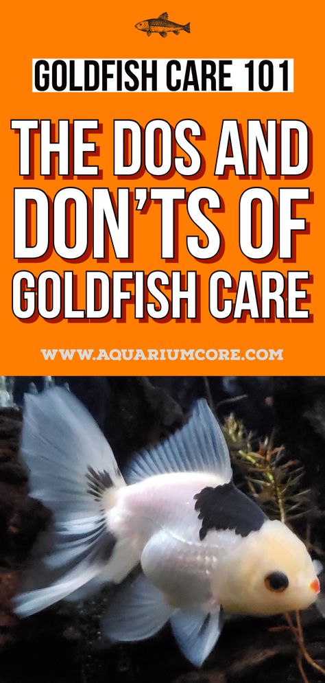 goldfish care Gold Fish Aquarium Ideas, Goldfish Care Tips, Goldfish Care Guide, Small Goldfish Tank, How To Take Care Of Goldfish, Fish Tank Goldfish, Fancy Goldfish Tank Ideas, Goldfish Bowl Ideas, Goldfish Tank Aesthetic