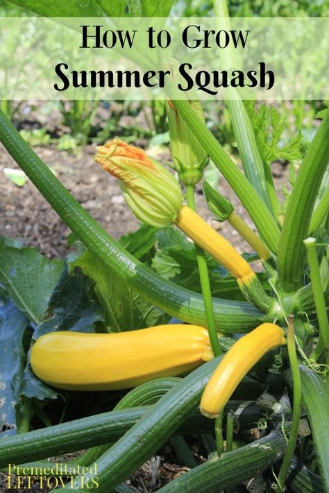 Growing Summer Squash, Squash Pickles, Sunburst Squash, Peppers Garden, Squash Growing, Zucchini Growing, Growing Artichokes, Diy Fertilizer, Growing Squash