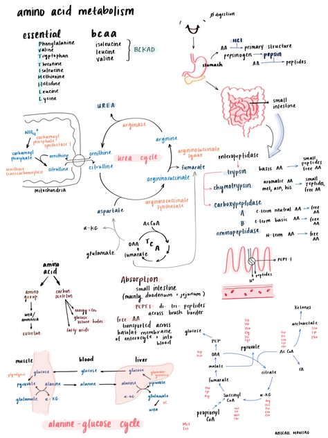 #macronutrients #nutrition #biochemistry #physiology #anatomy #medicalschool #onesheet #creativenotes #notes #create #procreate #art #medical #medschool #student #aminoacidmetabolism Biochemistry Notes, Mcat Study, Study Biology, Medicine Notes, Medicine Studies, Medical Student Study, Chemistry Lessons, Biology Lessons, Nursing School Notes