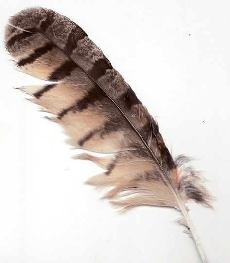 Owl Feather Tattoos, Feather Identification, Feather Quill Pen, Beautiful Feathers, Filigree Tattoo, Indian Feathers, Owl Feather, Feather Tattoo Design, Watercolor Feather