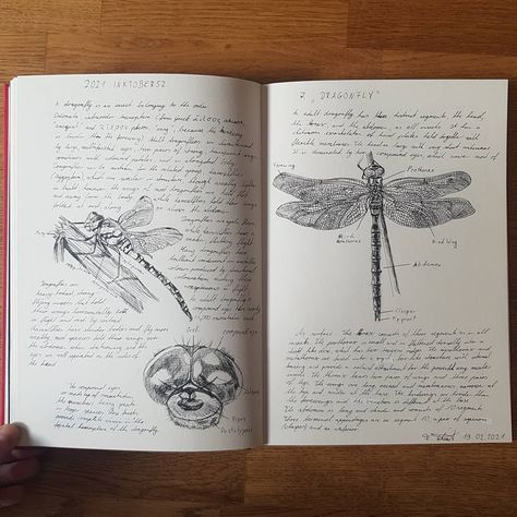 inktober52, inktober2021, dragonfly, art, fineliner art, anatomy Dark Academia Anatomy Sketches, Dragonfly Drawing Sketch, Zoology Aesthetic Notes, Dragonfly Anatomy, Dragonfly Aesthetic, Dragonfly Sketch, Insect Study, Dragonfly Drawing, Art Anatomy