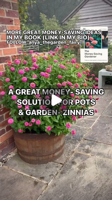 Anya Lautenbach on Instagram: "Follow @anya_thegarden_fairy 📣MORE IN MY BOOK- link in my bio  ➡️ ONE PACKET OF SEEDS AND HARDLY ANY MONEY SPENT- ZINNIAS IN POTS   If you would like to learn more, please subscribe to my IG channel. Visit my profile and click on ‘SUBSCRIBE’.  WHEN TO SOW⬇️ 🧚🏻 UNDER COVER: March- May 🧚🏻 Plant outside after the danger of frost has passed  🧚🏻 SOW DIRECT: May -June  🧚🏻 SPACING IN THIS POT: 10 cm (4”) apart  FLOWERING⬇️ 🧚🏻 July- until first frost  ABOUT ZINNIAS⬇️ 🧚🏻 Zinnias do best in hot, dry summers, need good drainage and very sunny ( at least 6 hours of full sun a day)  position.  🧚🏻 Zinnias benefit from regular feeding ( I use my own Comfrey feed- recipe and details how to dilute it on page 70 in my book)   VASE LIFE⬇️ 🧚🏻 7 days  EXTRAS ⬇️ Zinnia Flowers In Pots, Zinnia In Pots, Zinnias In Containers, Zinnias In Pots, Book Vase, Zinnia Flowers, Annual Flowers, Flower Care, Garden Inspiration