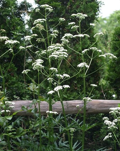 Valeriana officinalis White Valerian Plant, Valerian Plant, Valeriana Officinalis, French Courtyard, Herbal Garden, Shady Garden, Home Garden Plants, Plants And Gardening, Plants Outdoor