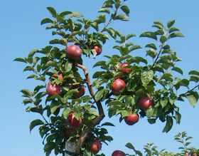 Whispering Hills Nursery Blog: Northern Illinois Fruit Guide Apple Tree Planting, Fruit Guide, Honeycrisp Apple Tree, Honeycrisp Apple, Honeycrisp Apples, Growing Fruit, Apple Tree, Fruit Trees, Trees To Plant