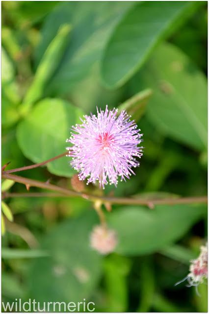 wildturmeric: 10 Top Medicinal Uses & Benefits Of Mimosa Pudica ... Makahiya Plant, Touch Me Not Plant, Mimosa Plant, Mimosa Pudica, Anti Venom, Medicinal Herbs Garden, Sensitive Plant, Mimosa Flower, Plant Benefits