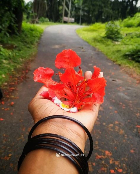 വാക#gulmohar #photography #vaka #red #flowers #nature #beauty #ideas Gulmohar Flowers Photography, Gulmohar Tree Photography, Gulmohar Flowers, Gulmohar Tree, Desi Vibes, Pink Background Images, Tree Photography, Unique Trees, Desi Aesthetic