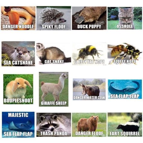 Booplesnoot Funny Names For Animals, Renaming Animals, Alternate Animal Names, Majestic Sea Flap Flap, Sea Flap Flap, Funny Animal Names, Names For Animals, Funny Animal Pics, Animal Names