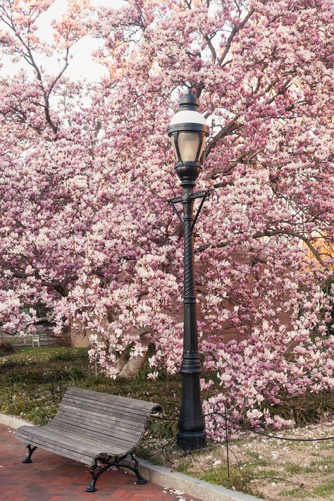 “Braving the freezing temperatures of late March was worth it to watch the golden light reflect its warm, rich tones on the blossoms.” Join contributor Brianna Cariola as she reminisces on her journey through the cherry blossoms of Washington DC in springtime. Browse the full photo journal now. Photo by Brianna Cariola. Cherry Blossom In Washington Dc, Washington Dc Cherry Blossoms, Cherry Blossom Washington Dc, Blossom Pictures, Dc Cherry Blossoms, Cherry Blossom Dc, Cherry Blossom Pictures, Georgetown Washington Dc, College Pictures