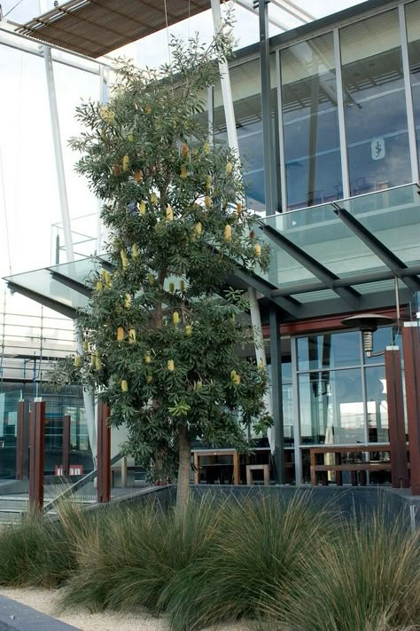 Banksia integrifolia underplanred with poa grasses Bush Landscaping, Banksia Integrifolia, Feature Tree, Australian Gardens, Rustic Coastal Decor, Plant Palette, Planting Combinations, Australian Garden Design, Coastal Entryway