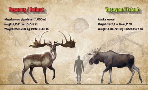 Size comparison of the extinct Megaloceros giganteus to an adult human and an Alaskan moose. It's estimated that Megaloceros stood 6 to 7 ft. tall at the shoulder. Moose Size Comparison, Megaloceros Giganteus, Alaskan Moose, Irish Elk, Prehistoric Planet, Animal Infographic, Prehistoric Wildlife, Ancient Animals, Jungle Adventure