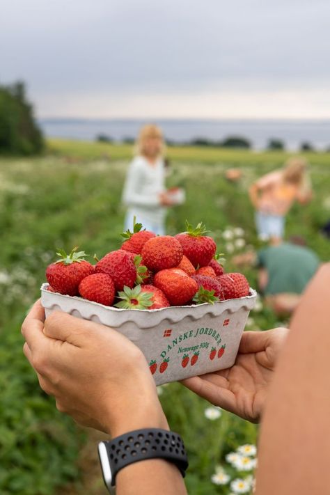 Hands holding a box full of freshly picked strawberries on a strawberry field in Denmark Denmark Aesthetic, Sandy And Danny, Danish Summer, Things To Do In Summer, Denmark Travel, Strawberry Picking, Cottage Aesthetic, Scandinavian Aesthetic, Summer Cottage