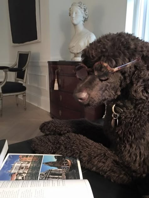 Brown Poodle Standard, Standard Poodle Brown, Black Poodle Aesthetic, Brown Standard Poodle, Chocolate Poodle, Brown Poodle, Dog Reference, Dog Dye, French Poodles