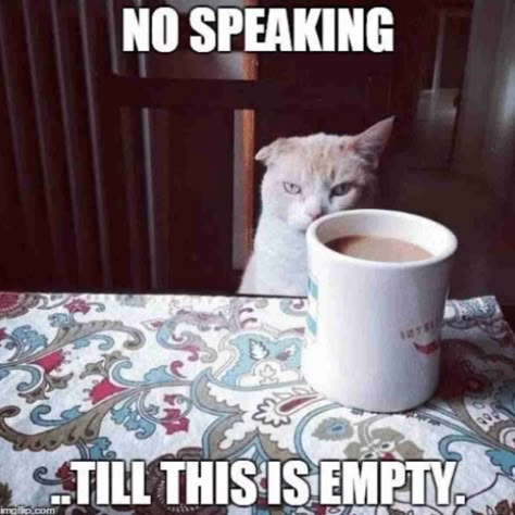 Coffee Meme Funny, Coffee Monday, Funny Good Morning Memes, Coffee And Cats, Daily Morning Routine, Coffee Jokes, Coffee Puns, Sarcastic Memes, Happy Memes