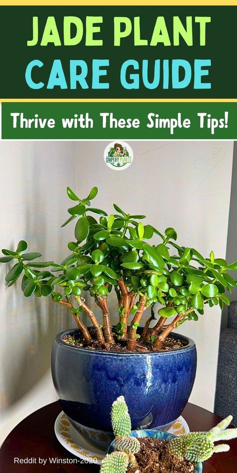 "Jade plant care, succulent care tips, indoor plant care, plant watering 
guide, gardening advice, potted plant care, houseplant maintenance, growing 
succulents, plant health tips, cultivating greenery" Prune Jade Plant, Jade Plant Pruning, Inside Gardening, Inside House Plants, Houseplant Ideas, Jade Plant Care, Lily Plant Care, Plants Grown In Water, Jade Bonsai