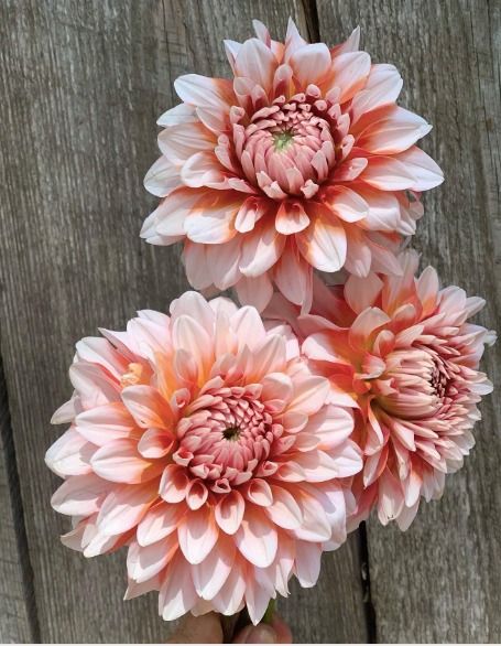 Peaches 'N" Cream Dahlia Tuber | Rusty Shovel Gardens, LLC Cream Dahlia, Peaches And Cream, Peaches N Cream, Go Crazy, The Unexpected, Shovel, Peaches, Dahlia, Cranberry