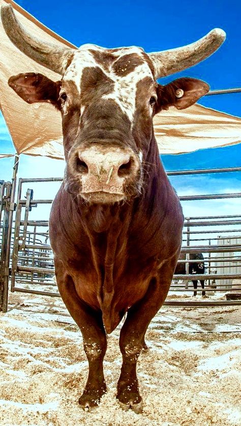 2014 PBR WORLD CHAMPION BUSHWACKER ... flies like a butterfly, stings like a dang hornet's nest!! <3 Bushwacker Bull, Pbr Bulls, Pbr Bull Riders, Pbr Bull Riding, Baby Wolves, Bucking Bulls, Bronc Riding, Rodeo Time, Professional Bull Riders