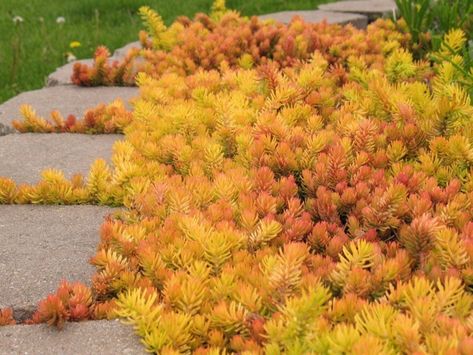 SEDUM ANGELINA (SEDUM REFLEXUM 'ANGELINA') Sedum Angelina, Pseudotsuga Menziesii, Sun Garden, Growing Succulents, Landscaping Supplies, Ground Cover Plants, Top Soil, Cactus Y Suculentas, Succulents Diy