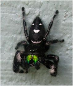 green fanged black jumping spider. This spider was on a ladie's car next to me. Of course she freaked when I said it was there. Green Jumping Spider, Black Jumping Spider, Spider Types, Bold Jumping Spider, Pretty Spiders, Dinner Outside, Arachnids Spiders, Spiders And Snakes, Green Spider