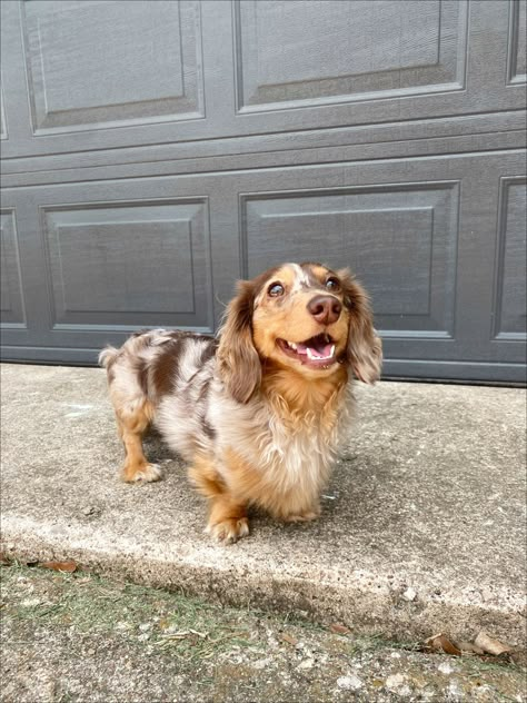 Red Weiner Dog, Fluffy Daushound, Dashund Aesthetic, Fluffy Weiner Dog, Dauschaund Puppy, Weiner Dog Aesthetic, Daushound Dogs, Daushund Puppies, Dachshund Full Grown