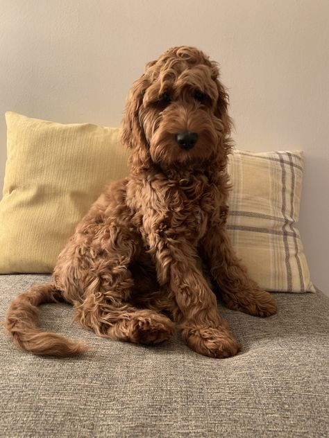 Red Cockapoo, Doodle Breeds, Labradoodle Dogs, Doodle Mom, Australian Labradoodle, Labradoodle Puppy, Cute Animals Puppies, Dream Dog, Golden Doodle