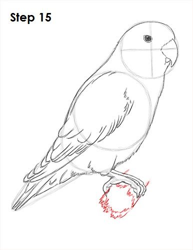 Love Bird Drawing, Love Birds Drawing, Animal Tutorial, Parrot Drawing, Crazy Tattoos, Drawing Love, Pencil Drawings Of Animals, Drawing Hands, Bird Drawing