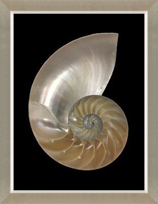 Spira Mirabilis V Shell Magic, Natural Architecture, Magic Water, Round Lake, Nautilus Shell, Color Balance, Shell Art, Studio Shoot, Beautiful Textures