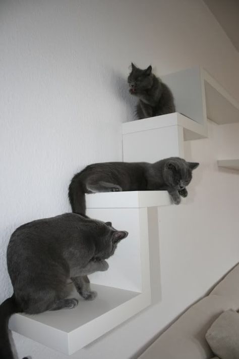 Diy cat shelves