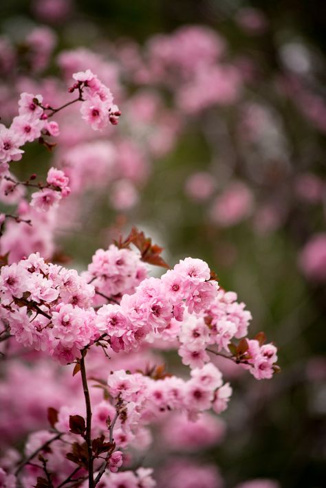 Prunus x blireana Utah Gardening, Red Butte Garden, Tree Flowers, Variegated Plants, Rose Family, Salt Lake City Utah, Foliage Plants, Leaf Flowers, Exotic Plants