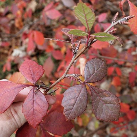 Plant Finder - Oaktown Native Plant Nursery Rhus Aromatica, Fragrant Sumac, Low Growing Shrubs, Heating A Greenhouse, Rock Garden Plants, Japanese Beetles, Burning Bush, Hardy Plants, Flowering Shrubs