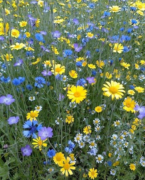 Wildflower Meadow Garden, Wild Flower Garden Landscaping, Meadow Pictures, Uk Wildflowers, Flower Meadow Painting, Wild Flowers Uk, Wildflowers Aesthetic, Wildflower Gardens, Wildflower Cottage