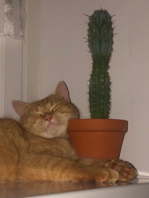 cactus, cat, red cat Cat Cactus, Cactus Cat, Red Cat, All Plants, Cat Memes, Funny Cats, Art Projects, Cactus, Kitty