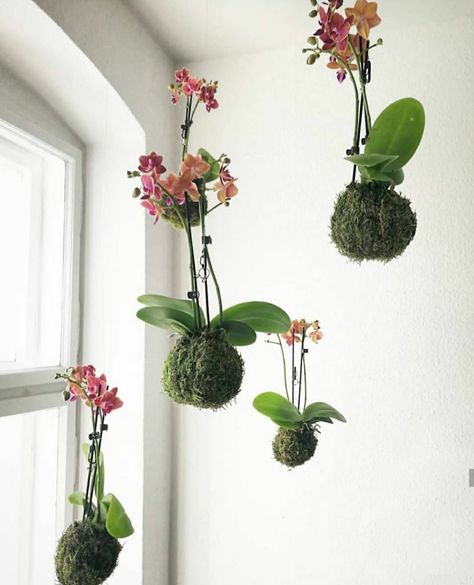 Kokedama Ideas, Orchid Interior Design, Clay Orchid Pots, Orchid Interior, Hanging Orchid, Indoor Orchids, Orchid Flower Arrangements, Air Cleaning Plants, Orchid Centerpieces