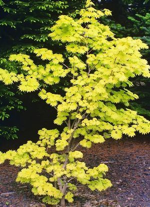 Long Narrow Garden, Moon Japanese, Porch Bed, Narrow Garden, Color Leaves, Chartreuse Color, Japanese Maples, Japanese Maple Tree, Garden Shrubs