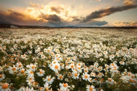 Daisy Field, Earth Pictures, Daisy Love, Field Of Dreams, Happy Flowers, Jolie Photo, Flower Field, Amazing Nature, Beautiful World