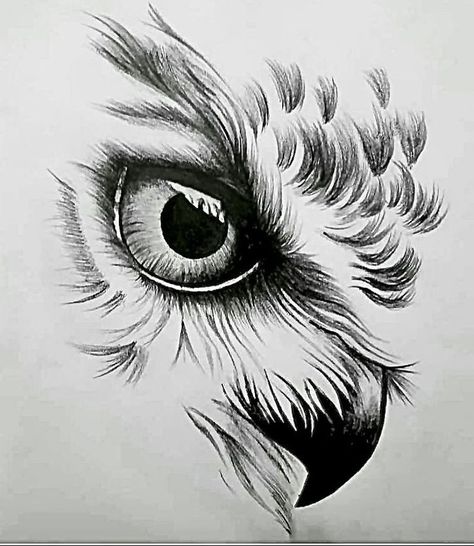 Mix Drawing, Owl Eye Tattoo, Bird Pencil Drawing, Owl Tattoo Drawings, Owl Sketch, Eagle Drawing, Abstract Pencil Drawings, Owl Artwork, Pencil Drawings Of Animals