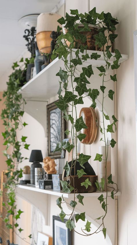 Enjoy the cascading beauty of English Ivy! This classic vine adds a touch of greenery to high shelves or hanging pots. #englishivy #indoorvines Pothos Hanging Ideas, House Plant Aesthetic, English Ivy Indoor, House Plant Ideas, Hedera Helix Ivy, Indoor Ivy, High Shelves, Indoor Vines, Vine Plants