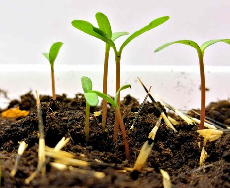 Marigolds (Tagetes spp.) are easy to start from seed. You can start them indoors or direct seed them in your garden. Here’s how it’s done. Marigold Seeds From Flowers, How To Plant Marigold Seeds, Planting Marigold Seeds, Marigold Plant, Strawberry Companion Plants, Marigold Seeds, Planting Marigolds, Thyme Flower, Garden 2023