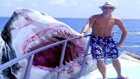 Biggest Shark Ever, Scary Sea Creatures, Lego 5, Jaws Movie, Big Shark, Megalodon Shark, Funny Ads, Shark Fishing, Shark Week