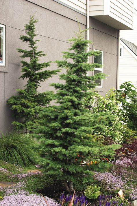 Trees For Shade, Evergreens For Shade, Understory Plants, Miller House, Trees For Front Yard, Front Landscaping, Plant Photos, Fine Gardening, Shade Trees