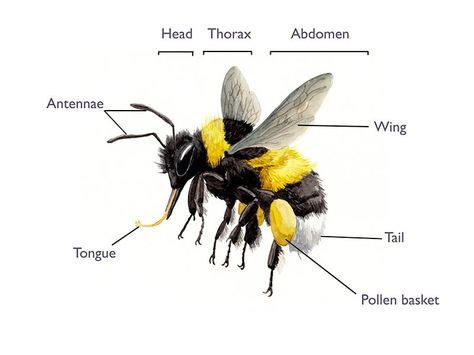 Bumblebees | Blooms for Bees Bumblebee Anatomy, Bumble Bee Anatomy, Different Bees And Wasps, Bee Puppet, Bumblebee Animal, Bee Anatomy, Bee Species Chart, Bumble Bee Reference Photo, Illustration Software