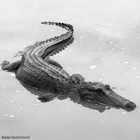 Reptile Reference, Alligator Hunting, Save The Rainforest, Crocodile Animal, Fish Hatchery, Petit Tattoo, American Alligator, Hunting And Fishing, Migratory Birds