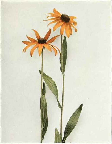 Black Eyed Susan; Yellow Daisy   Rudbeckia hirta to August. In meadows and hay fields it is frequently an obnoxious weed. Vintage Flower Art, Rudbeckia Hirta, 90th Birthday Decorations, Flower Art Prints, Girl Shoulder Tattoos, Daisy Tattoo, Shoulder Tattoos, Yellow Daisy, Hair Tattoos