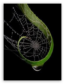 Tissage aérien. / Web of spider. / Toile d'araignée. Foto Macro, Spider Art, Dew Drops, Foto Art, Water Droplets, Natural Forms, Patterns In Nature, Science And Nature, Rain Drops